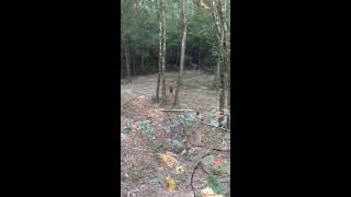 Merryville Outfitters  Louisiana Deer Hunting  Bow Hunt [upl. by Maggee]