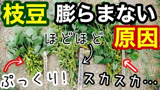 【自然農】エダマメ収穫と生育不良の原因解説ダイズ苗定植しつつ農具の紹介《無農薬無施肥不耕起枝豆大豆》 [upl. by Fennelly482]