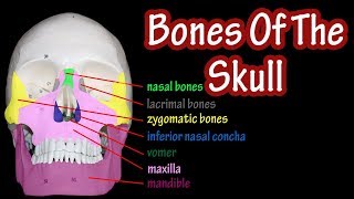 Bones Of The Skull Labeled  Anatomy Of The Skull And Facial Bones  Skull Anatomy Bones [upl. by Adrea556]