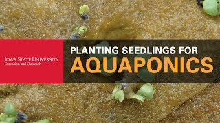 How to Plant Seedlings for Your Aquaponics System [upl. by Nael177]