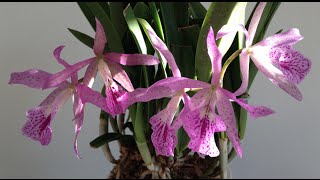 Brassocattleya or Brassanthe Maikai Brassavola nodosa x Cattleya bowringiana [upl. by Henrie]