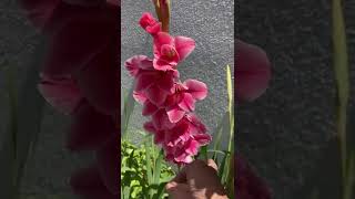 Gladiolus Gladiola is now open amp more Bountiful short [upl. by Lazos]