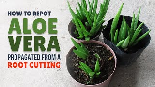 How To Repot Aloe Vera Propagated From A Root Cutting [upl. by Moule]