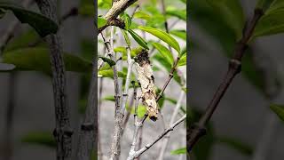 Back view of bagworm eating berry《22》袋虫吃浆果的背影《22》 Lihat belakang ulat karung makan beri《22》 [upl. by Idden]