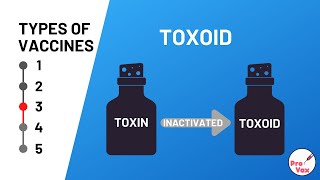 Types of Vaccines  3 Toxoid [upl. by Anire]