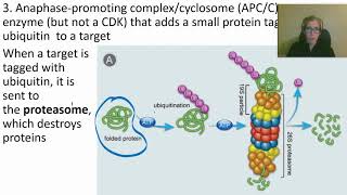 0424 How Cyclins CDKs and APCC Work [upl. by Aivartal]