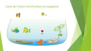 🐟 Comprendre le cycle de lazote en 2 minutes [upl. by Haziza]