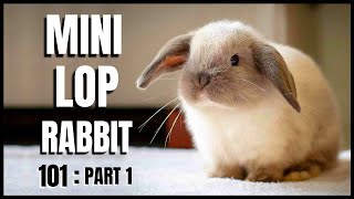 Mini Lop Rabbit 101 Part 1 [upl. by Dolly]