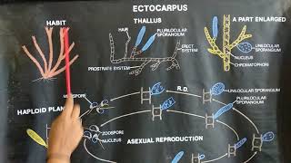 Ectocarpus [upl. by Sapienza]