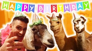 MINI HORSE SURPRISE BIRTHDAY PARTY [upl. by Cullan126]