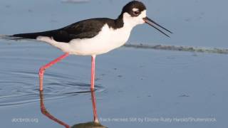 Blacknecked Stilt Call [upl. by Maisie969]