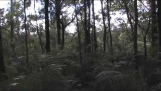 ♥☼ Bellbirds  Close your eyes and just listen [upl. by Auohc]