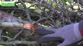 How to lay a hedge correctly  Hedgerow Week 2020 [upl. by Hutchings277]