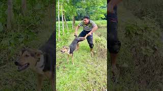 Dog dance viralvideo funny [upl. by Aivatan]