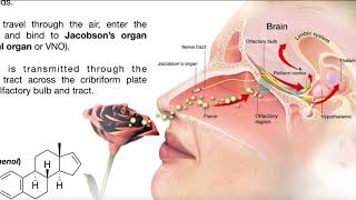 The Vomeronasal Organ Pheromones amp Mating Behavior [upl. by Ojeillib]