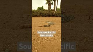 Turkey Vulture eats Southern Pacific Rattlesnake snake snakes birds reptiles [upl. by Jehius802]