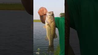 How to catch bass from new ponds bassfishing fishing shorts [upl. by Glaudia18]