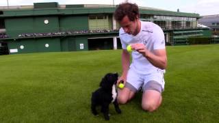 Andy Murray meets puppies in training [upl. by Gusta]