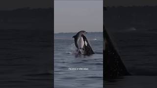 Orcas The Oceans Most Vicious Killers shorts [upl. by Merkle]