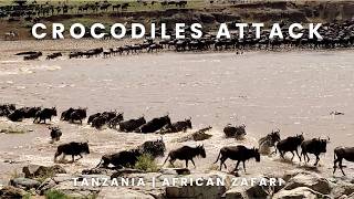 Crocodiles Attack  Mara River Crossing  The Great Migration  Serengeti Tanzania  African Safari [upl. by Eniac]