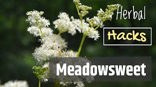 Meadowsweet the Plant That Gave Us Aspirin [upl. by Earehc]