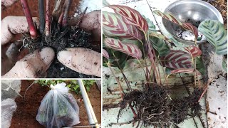 How to propagate Calathea makoyana by division [upl. by Gauldin]