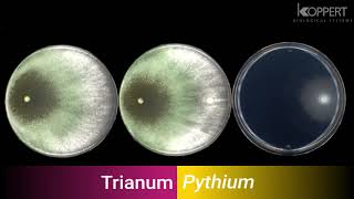 Trichoderma harzianum T22 combats Pythium in vitro – Koppert [upl. by Irrak150]