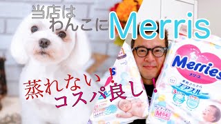 ワンコのオムツはこれを使えば経済的！吸水力抜群で長持ち。オススメのマーキング対策法 [upl. by Nnalorac]