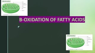 Beta oxidation of saturated and unsaturated fatty acids [upl. by Anor663]