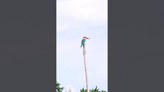 Storkbilled Kingfisher Perched on Bamboo  4K Birdwatching in Purbasthali shorts youtubeshorts [upl. by Whitten]