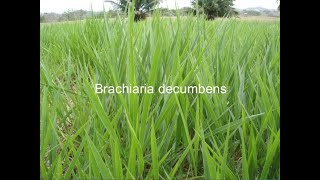 ESTABLECIMIENTO DE PASTURAS BRACHIARIA DECUMBENSPASTO PELUDOJOSÉ NOLASCO SECCION G [upl. by Edmanda]