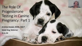 Dr Andrea Hesser discusses progesterone testing in breeding dogs [upl. by Inalaeham344]