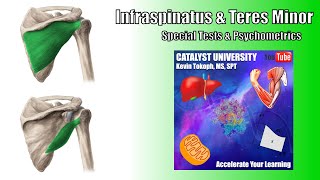 Infraspinatus Tears  Special Tests  Rationale amp Interpretation [upl. by Deibel]