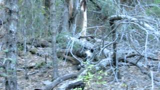 Coati in Pinal Mountains  Globe Arizona [upl. by Nitsoj]