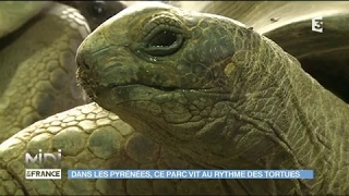 La vallée des tortues un paradis pour ces reptiles [upl. by Haldis577]