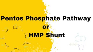 Pentos Phosphate Pathway  HMP Shunt  biochemistry bpharma bsc medical [upl. by Gennaro]