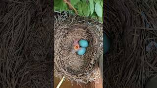 American Robin Nest with Blue Eggs and First Hatched Nestling [upl. by Ynnor]