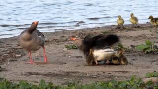 Grauwe Gans  Greylag Goose [upl. by Burnside851]