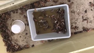 5 STEPS to Keep Fiddler Crabs Alive [upl. by Katharyn20]