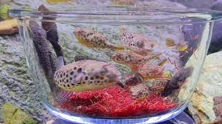 Tetraodon schoutedeni  100 freshwater pufferfish [upl. by Irrol899]