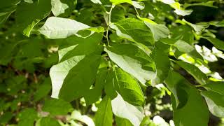 Lindera benzoin  Spicebush [upl. by Jackie]