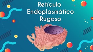 Retículo Endoplasmático Rugoso  Brasil Escola [upl. by Anneehs]