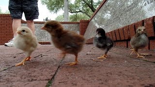 Chickens Gone Wild Takes Over City [upl. by Dillie414]