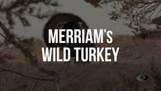 Merriams Wild Turkey Gobbles  A Mossy Oak Compilation [upl. by Tegan37]