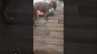 Dog plays with Porcupine head at daycare boarding dogsofyoutube detroit detroitdognanny [upl. by Otreblada]