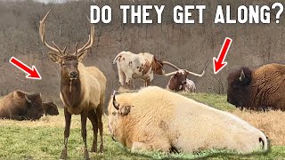 Elk Bison and Texas Longhorn ALL IN ONE PASTURE [upl. by Duma]