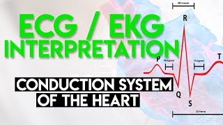 Electrical Conduction System of the Heart  ECG EKG Interpretation Part 1 [upl. by Langill]