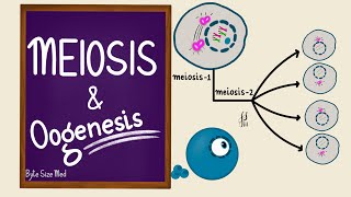 Meiosis  Oogenesis  Gametogenesis  Human Embryology  Reproductive Physiology [upl. by Barvick]