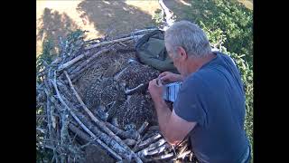 2018 Glaslyn Chicks Ringing [upl. by Johiah]