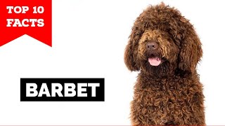 Barbet  Top 10 Facts [upl. by Notlem416]